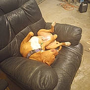 Bentley joined the competition — help win amazing prizes! dog, leather_chair, indoor, relaxed, upside_down, brown_dog, white_markings, collar, furniture, garage, floor, cord, ladder, box, resting, pet, animal, comfortable, casual, lazy