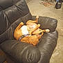 dog, leather_chair, indoor, relaxed, upside_down, brown_dog, white_markings, collar, furniture, garage, floor, cord, ladder, box, resting, pet, animal, comfortable, casual, lazy