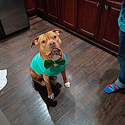 Bentley is registered to the contest to win money with this photo: attentive, bow_tie, brown_fur, cabinets, collar, cute, dog, green_shirt, hardwood_floor, home, indoor, kitchen, looking_up, paw, person_legs, pet, pitbull, refrigerator, sitting, socks