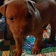 Teddy joined the competition — help win amazing prizes! puppy, dog, pet, quilt, colorful, indoor, floor, animal, young, cute, brown, fur, legs, snout, ears, background, blurred, photo, snapshot, home