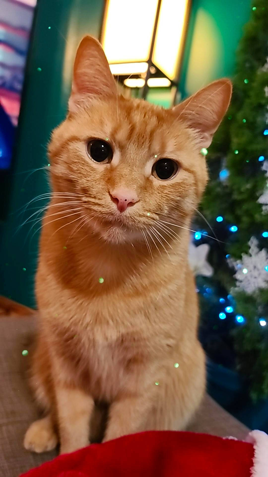 Jasper is registered to the contest to win money with this photo: carnivore, cat, christmas_decoration, christmas_lights, collar, domestic_short_haired_cat, fawn, felidae, fur, interior_design, iris, peach, pet_supply, small_to_medium_sized_cats, snout, vertebrate, whiskers