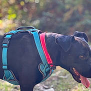 Ryuk a rejoint le concours — aidez-le/la à gagner de superbes lots ! dog, black_dog, harness, collar, panting, outdoor, nature, trail, sunlight, grass, happy, pet, animal, canine, walk, daytime, ears, tongue, fur, side_view