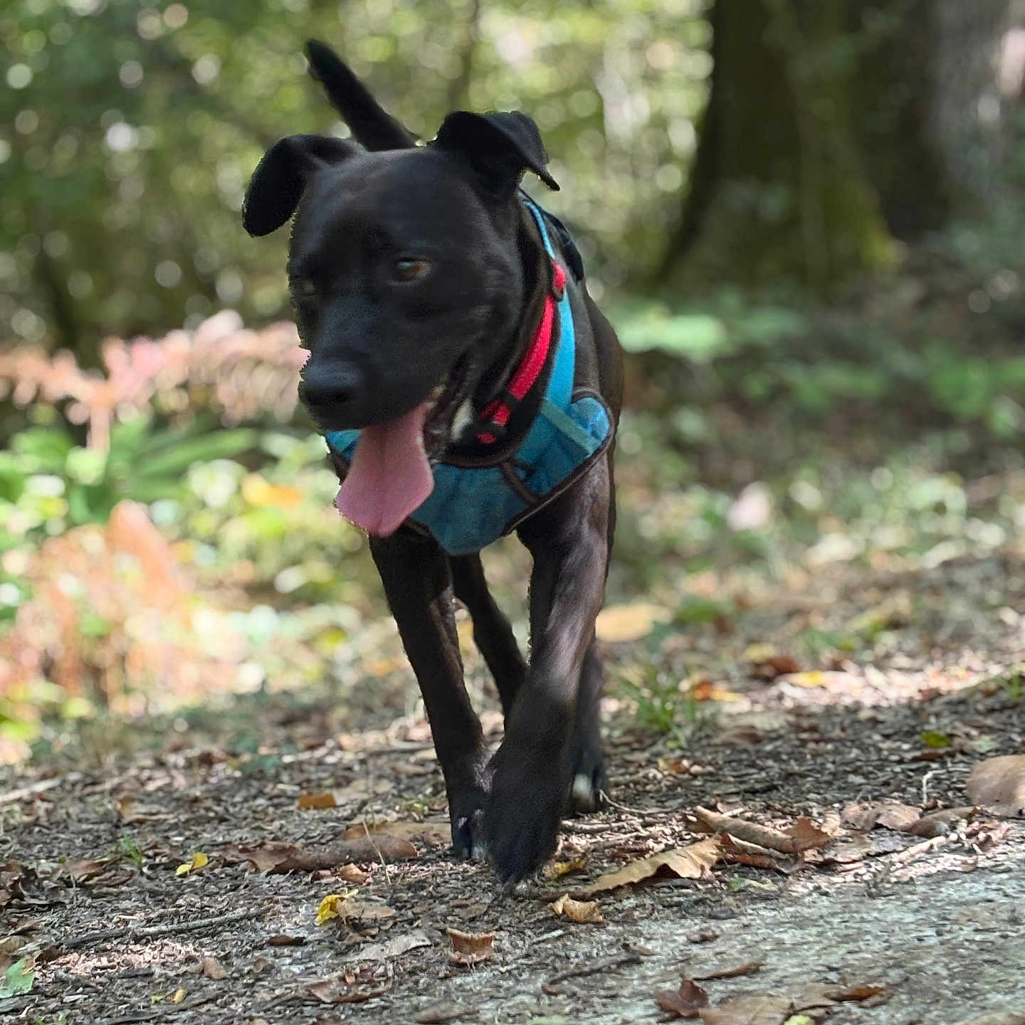 Ryuk a rejoint le concours — aidez-le/la à gagner de superbes lots ! adventure, animal, black_dog, canine, collar, daylight, dog, forest, greenery, happy, harness, leaves, nature, outdoor, path, pet, running, tongue_out, trees, walking