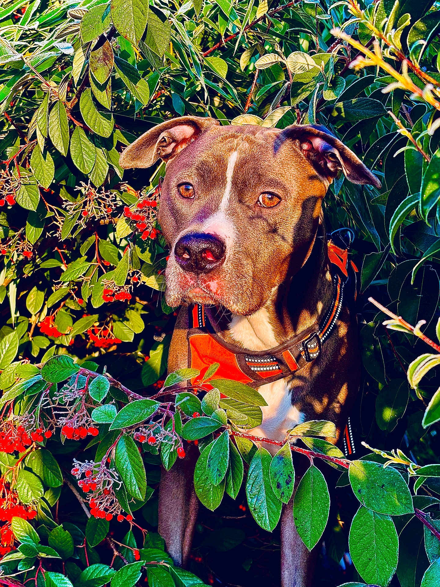 Koda
