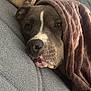 dog, blanket, couch, resting, cozy, pet, indoors, brown, gray, fur, snuggle, comfort, relaxing, canine, sleepy, domestic_animal, closeup, portrait, cute, animal