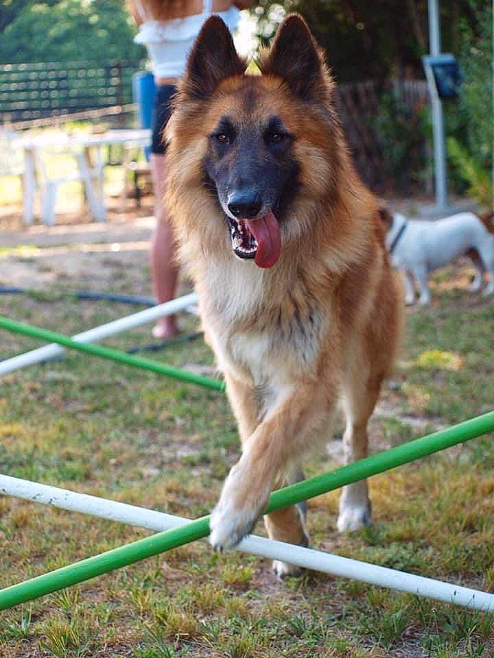 Nawak a rejoint le concours — aidez-le/la à gagner de superbes lots ! canidae, carnivore, collar, companion_dog, dog, dog_breed, dog_supply, east_european_shepherd, fawn, german_shepherd_dog, grass, guard_dog, herding_dog, king_shepherd, old_german_shepherd_dog, plant, snout, tervuren, tree, working_dog