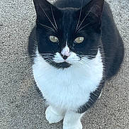 Spanky is registered to the contest to win money with this photo: adorable, black_and_white, cat, close_up, concrete, cute, domestic_animal, ears, eyes, feline, fur, nose, outdoor, paws, pet, portrait, sitting, stare, tuxedo_cat, whiskers