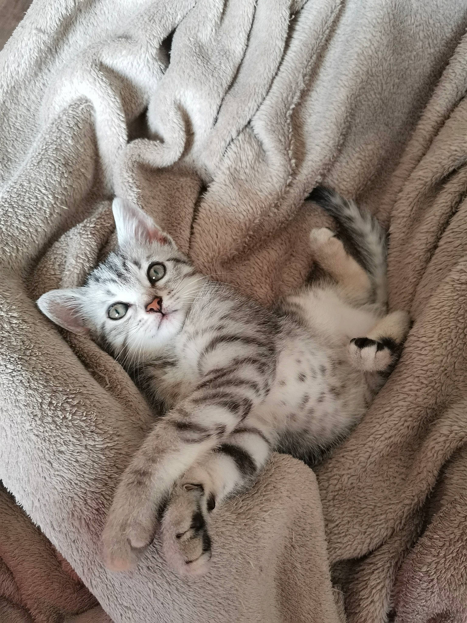 Cahuète a rejoint le concours — aidez-le/la à gagner de superbes lots ! aegean_cat, american_shorthair, asian, burmilla, carnivore, cat, claw, domestic_short_haired_cat, dragon_li, egyptian_mau, european_shorthair, fawn, felidae, fur, kitten, mammal, small_to_medium_sized_cats, tabby_cat, whiskers