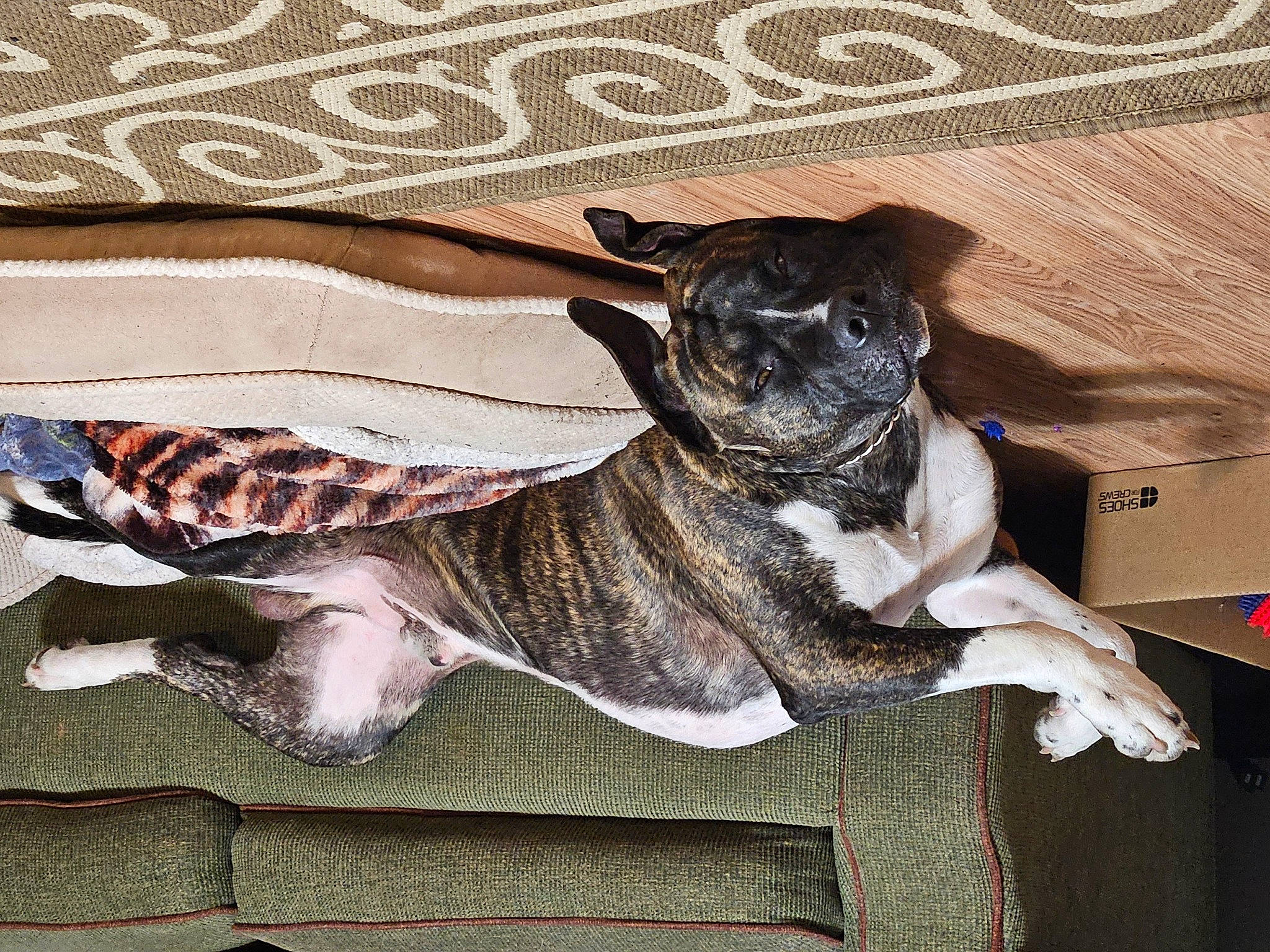 Ranger joined the competition — help win amazing prizes! art, canidae, carnivore, companion_dog, dog, dog_breed, dog_supply, drawing, fawn, fur, liver, pattern, snout, sporting_group, tail, terrestrial_animal, toy_dog, whiskers, wood, working_animal