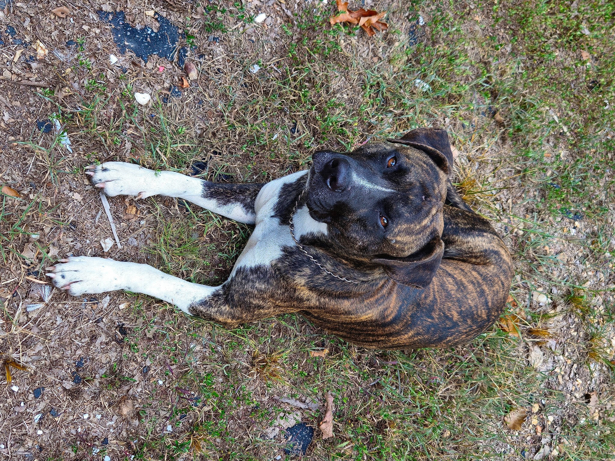 Ranger is registered to the contest to win money with this photo: canidae, dog_breed, fawn, grass, reptile, scaled_reptile, snout, soil, sporting_group, tail, terrestrial_animal, wildlife, working_animal