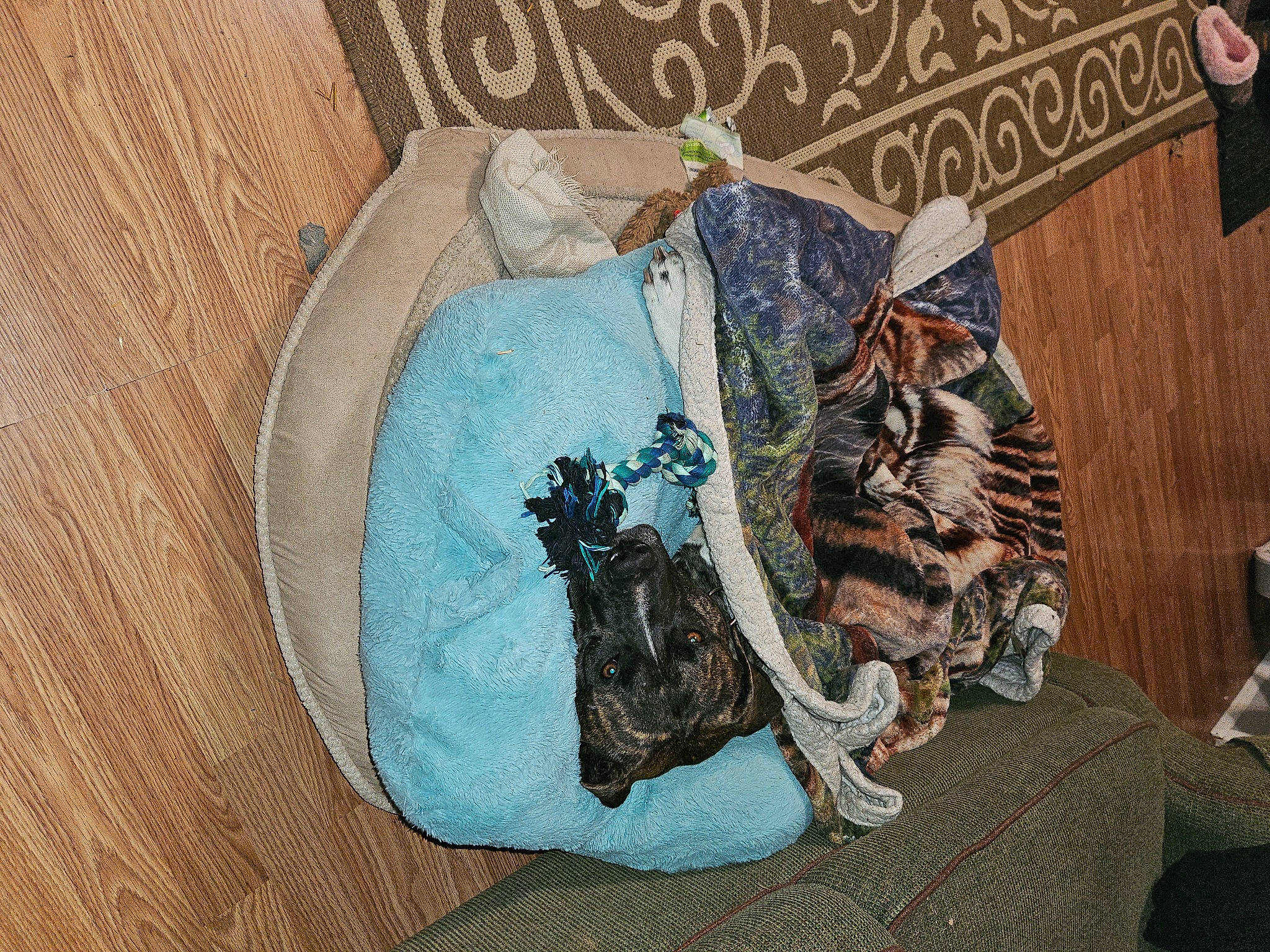 Ranger joined the competition — help win amazing prizes! baby_toddler_clothing, bag, carnivore, cat, domestic_short_haired_cat, fashion_accessory, felidae, fur, hat, linens, pattern, sleeve, small_to_medium_sized_cats, tail, thread, top, whiskers, woven_fabric