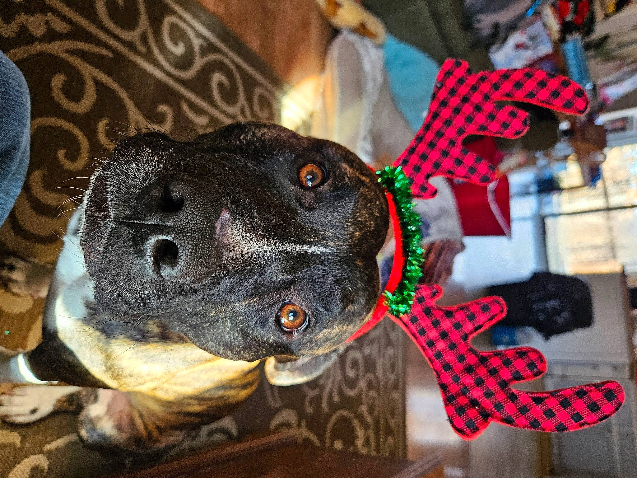 Ranger joined the competition — help win amazing prizes! canidae, carnivore, collar, companion_dog, dog, dog_breed, dog_collar, event, fawn, fur, guard_dog, house, pattern, personal_protective_equipment, plaid, snout, sporting_group, tartan, whiskers, working_animal