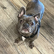 Dakota is registered to the contest to win money with this photo: animal, collar, companion, curious, cute, dog, domestic, ears, flooring, french_bulldog, gray_coat, indoor, leash, looking_up, pet, portrait, small_dog, standing, white_patch, wooden_floor