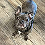 animal, collar, companion, curious, cute, dog, domestic, ears, flooring, french_bulldog, gray_coat, indoor, leash, looking_up, pet, portrait, small_dog, standing, white_patch, wooden_floor