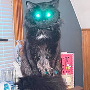 Rico joined the competition — help win amazing prizes! animal, bee_illustration, black_cat, blinds, card, cat, close_up, decor, feline, fluffy, glass_vase, glowing_eyes, house, indoor, looking, pet, sitting, white_chest_patch, window, wooden_surface