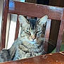 cat, tabby_cat, feline, whiskers, ears, eyes, chair, wooden_chair, wooden_table, scratched_table, furniture, indoor, portrait, pet, sitting, grumpy, closeup, natural_light, striped_fur, household