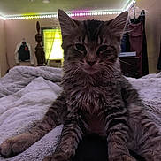 Bean is registered to the contest to win money with this photo: cat, kitten, tabby, bed, blanket, whiskers, paws, fur, cozy, indoor, bedroom, headboard, window, curtain, led_lights, jacket, poster, duvet, close_up, pet