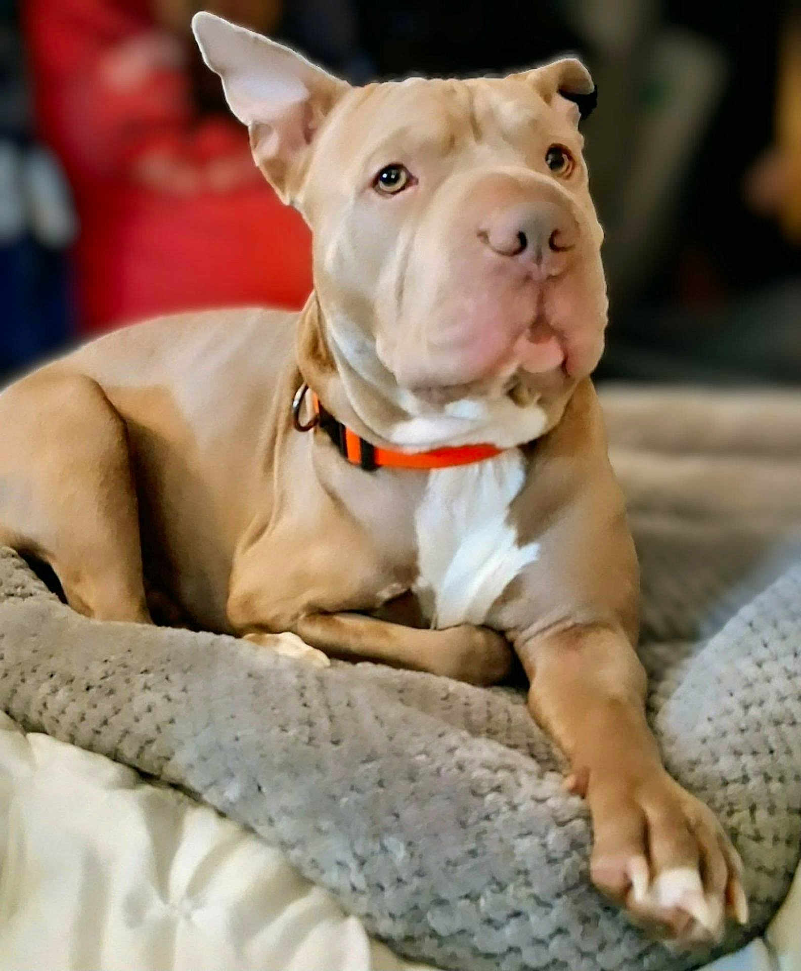 Jethro is registered to the contest to win money with this photo: dog, pitbull, pet, orange_collar, collar, blanket, bed, cozy, indoor, portrait, close_up, paws, muzzle, ears, resting, attentive, domestic_animal, tan_fur, white_chest, canine