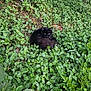 black_cat, cat, feline, animal, curled_up, resting, greenery, ground_cover, leaves, grass, outdoor, backyard, nature, nocturnal, whiskers, fur, eyes, stare, small_mammal, peaceful