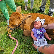 Locklynn is registered to the contest to win money with this photo: baby, calf, animal, grass, hello_kitty, child, people, hand, tattoo, outdoor, sunlight, footwear, pants, pink_rope, greenery, baby_clothing, animal_halter, infant, cute, nature
