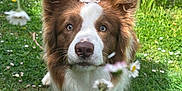 Valco a rejoint le concours — aidez-le/la à gagner de superbes lots ! dog, brown_and_white, blue_eyes, flower, grass, outdoor, nature, close_up, pet, canine, animal, greenery, spring, summer, cute, fur, portrait, garden, daisy, curious