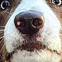 Valco a rejoint le concours — aidez-le/la à gagner de superbes lots ! dog, close_up, nose, eyes, fur, brown, white, pet, animal, face, whiskers, snout, expression, cute, curious, portrait, canine, muzzle, alert, macro