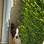 dog, peeking, bush, greenery, wall, pipe, outdoor, curious, brown_and_white, animal, pet, nature, shadow, sunlight, texture, hide_and_seek, playful, snout, ears, eye