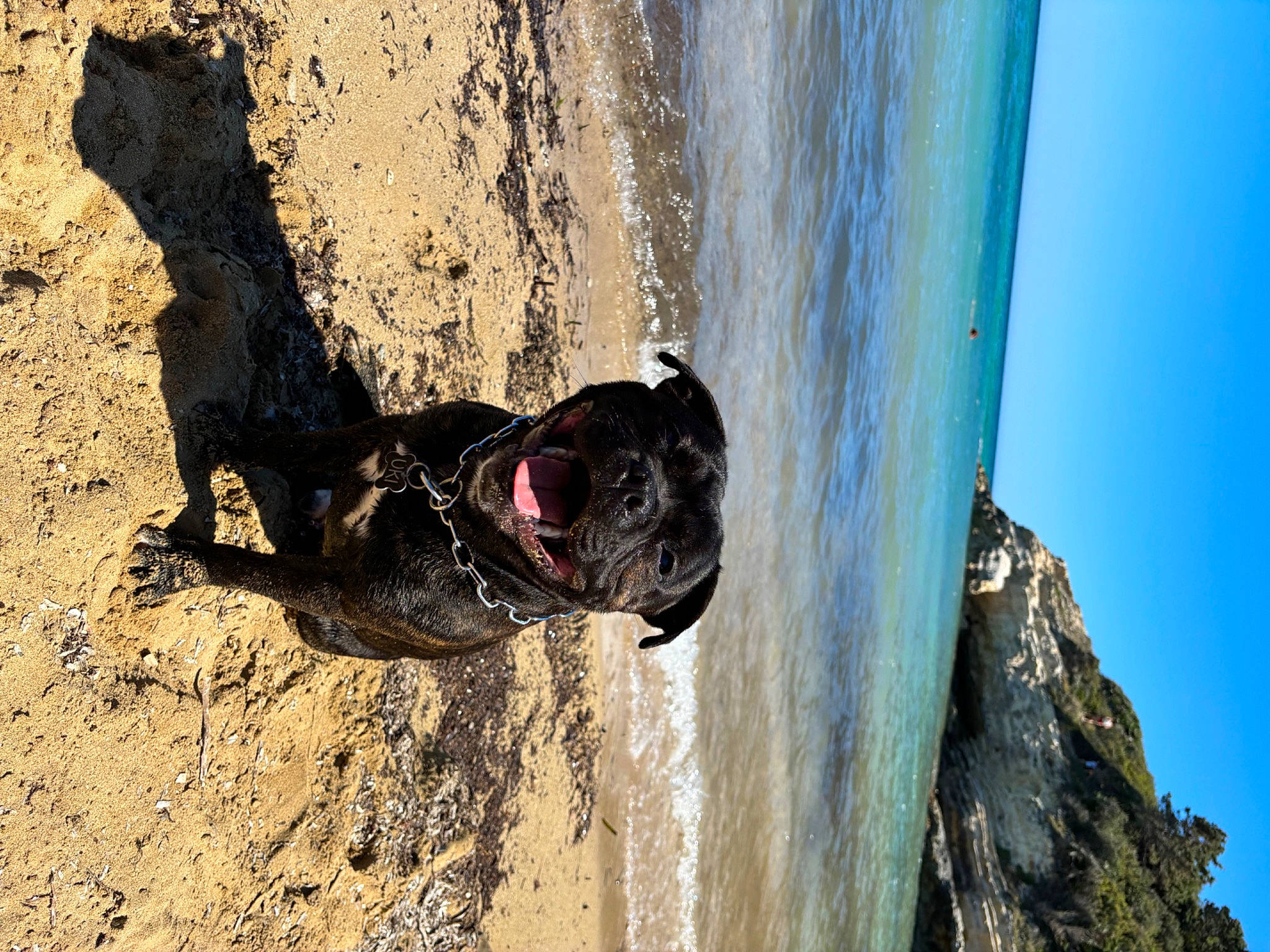 Uki participe au concours pour gagner de l'argent avec cette photo : adventure, beach, body_of_water, carnivore, collar, dog, dog_breed, dog_collar, fawn, leash, pet_supply, recreation, sky, snout, sport_climbing, sporting_group, water, window, wood, working_animal