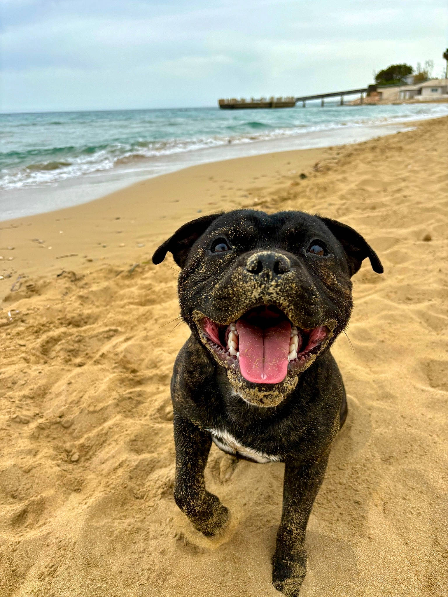 Uki participe au concours pour gagner de l'argent avec cette photo : beach, body_of_water, canidae, carnivore, cloud, companion_dog, dog, dog_breed, fawn, guard_dog, landscape, molosser, ocean, sand, sky, snout, tropics, water, working_animal, working_dog