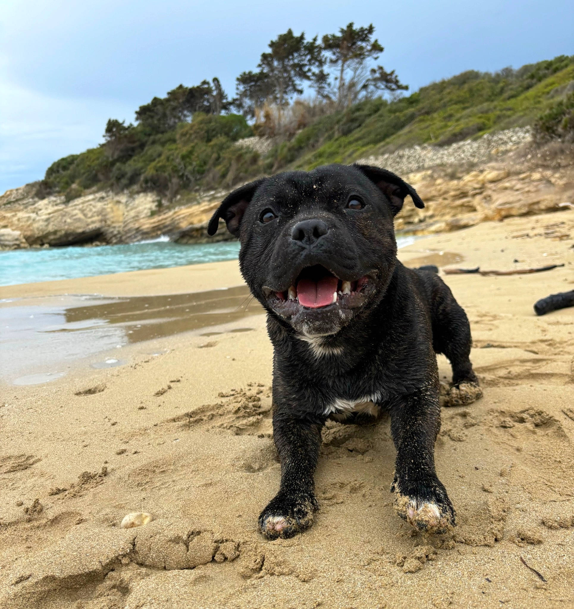 Uki participe au concours pour gagner de l'argent avec cette photo : beach, carnivore, cloud, companion_dog, dog, dog_breed, dog_collar, fawn, guard_dog, landscape, ocean, plant, rock, sand, sky, snout, tree, water, wind_wave, working_animal