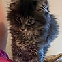 Stormy is registered to the contest to win money with this photo: kitten, cat, fluffy, gray, pet, animal, cute, fur, indoor, curious, small, young, whiskers, ears, paws, soft, closeup, cozy, pink, blanket