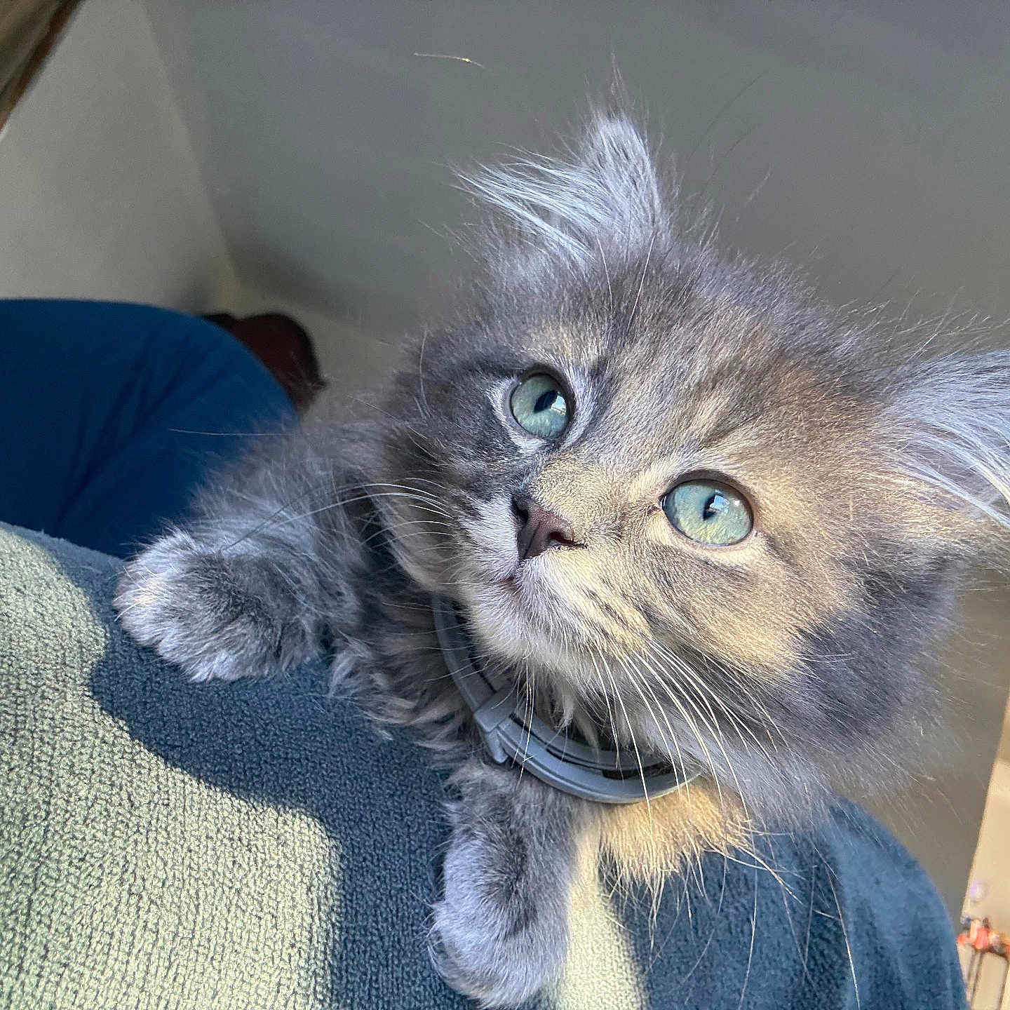 Stormy joined the competition — help win amazing prizes! animal, blanket, cat, close_up, cozy, curious, cute, ears, feline, furry, gray_fur, green_eyes, indoor, kitten, nose, paws, pet, soft_texture, sunlight, whiskers