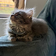 Stormy is registered to the contest to win money with this photo: kitten, cat, gray, fluffy, collar, pet, indoor, window, blanket, soft, whiskers, fur, curious, cute, animal, feline, closeup, resting, young, cozy