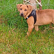 Loky a rejoint le concours — aidez-le/la à gagner de superbes lots ! dog, puppy, grass, outdoor, field, wooden_post, wire, twine, harness, animal, pet, nature, greenery, young_dog, curious, alert, canine, looking, standing, daylight