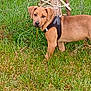 dog, puppy, grass, outdoor, field, wooden_post, wire, twine, harness, animal, pet, nature, greenery, young_dog, curious, alert, canine, looking, standing, daylight