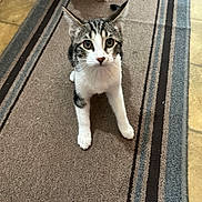 Jolly joined the competition — help win amazing prizes! alert, animal, cat, curious, cute, domestic, ears, feline, flooring, indoor, kitten, looking_up, paws, pet, playful, striped_carpet, tabby, whiskers, white_fur, young