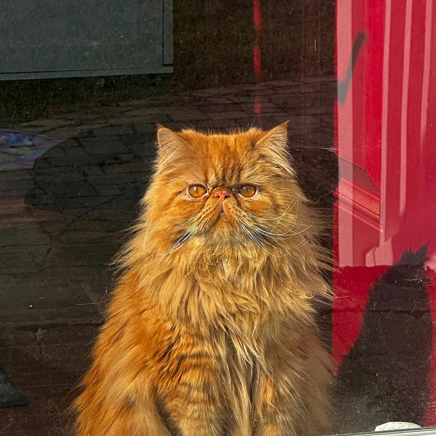 Simba joined the competition — help win amazing prizes! animal, bright, cat, closeup, curious, domestic_cat, feline, fluffy, glass, indoor, long_hair, orange_cat, pet, portrait, reflection, shadow, sitting, sunlight, whiskers, window
