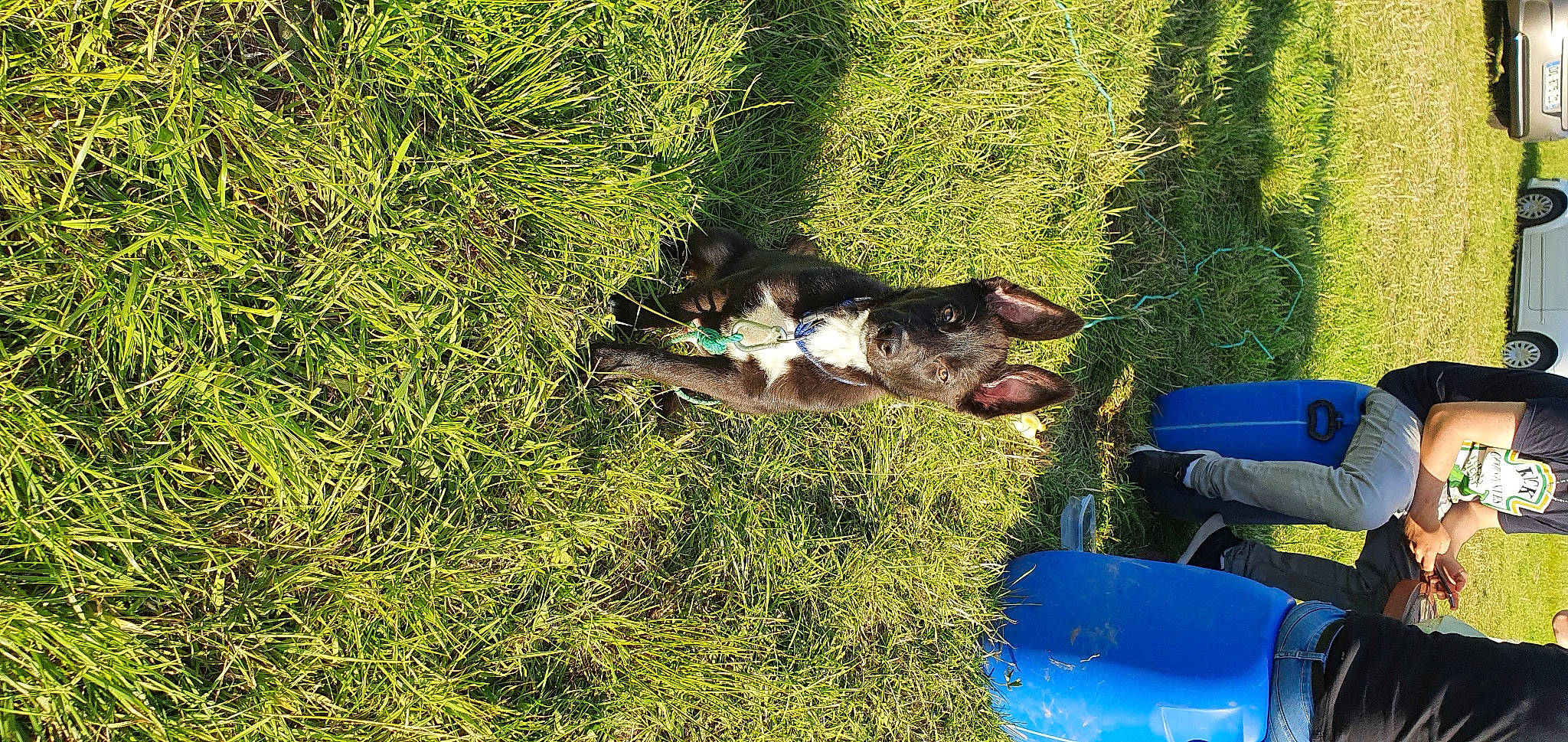 Baloo a rejoint le concours — aidez-le/la à gagner de superbes lots ! canidae, carnivore, dog, dog_breed, grass, plant, sporting_group