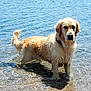 Tia participe au concours pour gagner de l'argent avec cette photo : dog, golden_retriever, water, lake, wet_fur, outdoor, animal, pet, standing, nature, summer, sunlight, reflection, shore, canine, mammal, playful, daytime, beach, collar