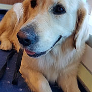 Tia a rejoint le concours — aidez-le/la à gagner de superbes lots ! dog, golden_retriever, pet, indoor, carpet, blue_carpet, lying_down, close_up, canine, tongue_out, fur, muzzle, paw, door, reflection, animal, companion, friendly, cute, domestic