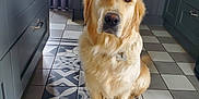 Tia participe au concours pour gagner de l'argent avec cette photo : animal, cabinet, canine, cup, dog, drawer, flagstone, furniture, goldenretriever, indoors, interiordesign, labradorretriever, path, pet, plywood, puppy, slate, tile, walkway, wood