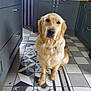 animal, cabinet, canine, cup, dog, drawer, flagstone, furniture, goldenretriever, indoors, interiordesign, labradorretriever, path, pet, plywood, puppy, slate, tile, walkway, wood