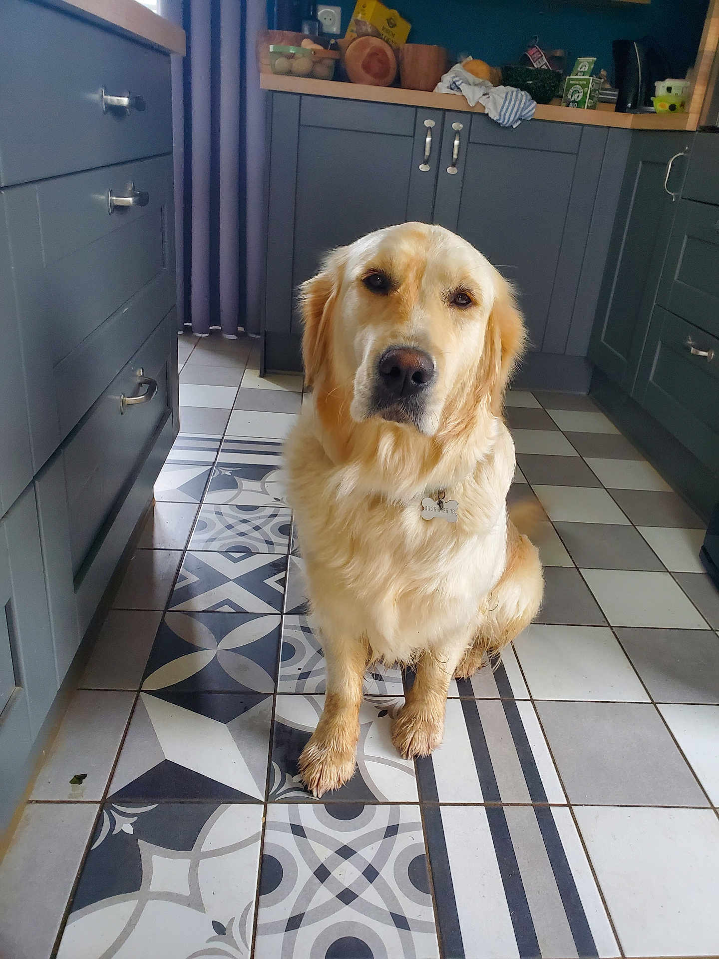 Tia participe au concours pour gagner de l'argent avec cette photo : animal, cabinet, canine, cup, dog, drawer, flagstone, furniture, goldenretriever, indoors, interiordesign, labradorretriever, path, pet, plywood, puppy, slate, tile, walkway, wood