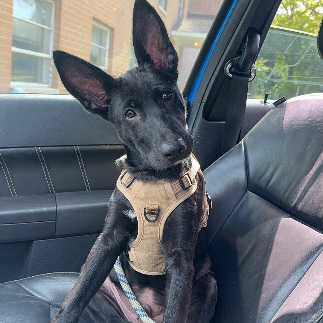 Apollo joined the competition — help win amazing prizes! accessories, animal, belt, canine, car, cushion, dog, greatdane, harness, homedecor, hound, leash, machine, pet, policedog, puppy, spoke, strap, transportation, vehicle