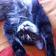 Lola Pearl joined the competition — help win amazing prizes!