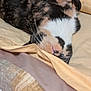 animal, bed, blanket, calico, cat, closeup, comfortable, cozy, domestic, feline, fur, indoor, nap, pet, relaxed, resting, sheet, sleeping, soft, whiskers