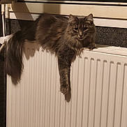 Lucy a rejoint le concours — aidez-le/la à gagner de superbes lots ! cat, fluffy_cat, gray_cat, long_hair, feline, pet, animal, radiator, heater, indoor, home, window, warmth, cozy, lounging, hanging_paw, tail, fur, portrait, funny_pose
