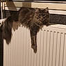 cat, fluffy_cat, gray_cat, long_hair, feline, pet, animal, radiator, heater, indoor, home, window, warmth, cozy, lounging, hanging_paw, tail, fur, portrait, funny_pose