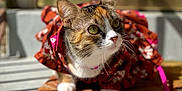 Mitsy joined the competition — help win amazing prizes! cat, calico_cat, pet, animal, feline, doormat, leash, sunlight, shadow, window, floral_pattern, outdoor, curious, closeup, whiskers, ears, paws, collar, colorful, portrait