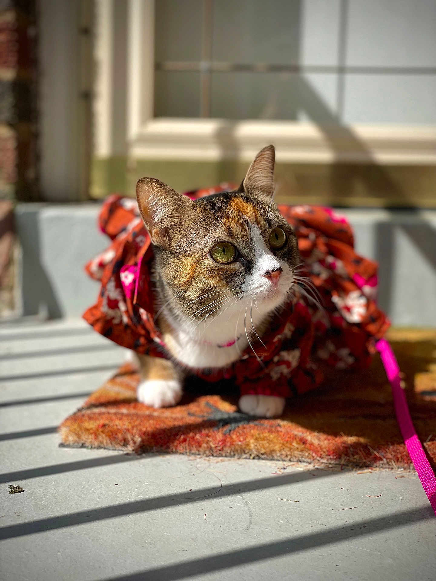 Mitsy joined the competition — help win amazing prizes! cat, calico_cat, pet, animal, feline, doormat, leash, sunlight, shadow, window, floral_pattern, outdoor, curious, closeup, whiskers, ears, paws, collar, colorful, portrait